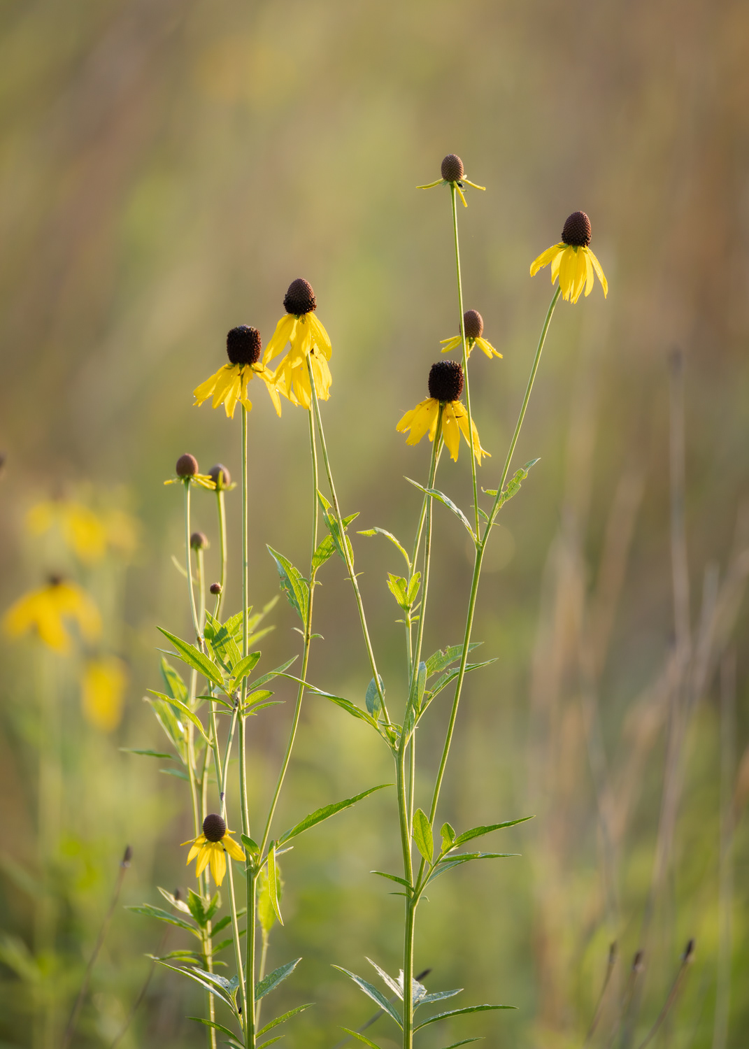 Brown-eyed Susans, Middle Creek Management Area, Pennsylvania