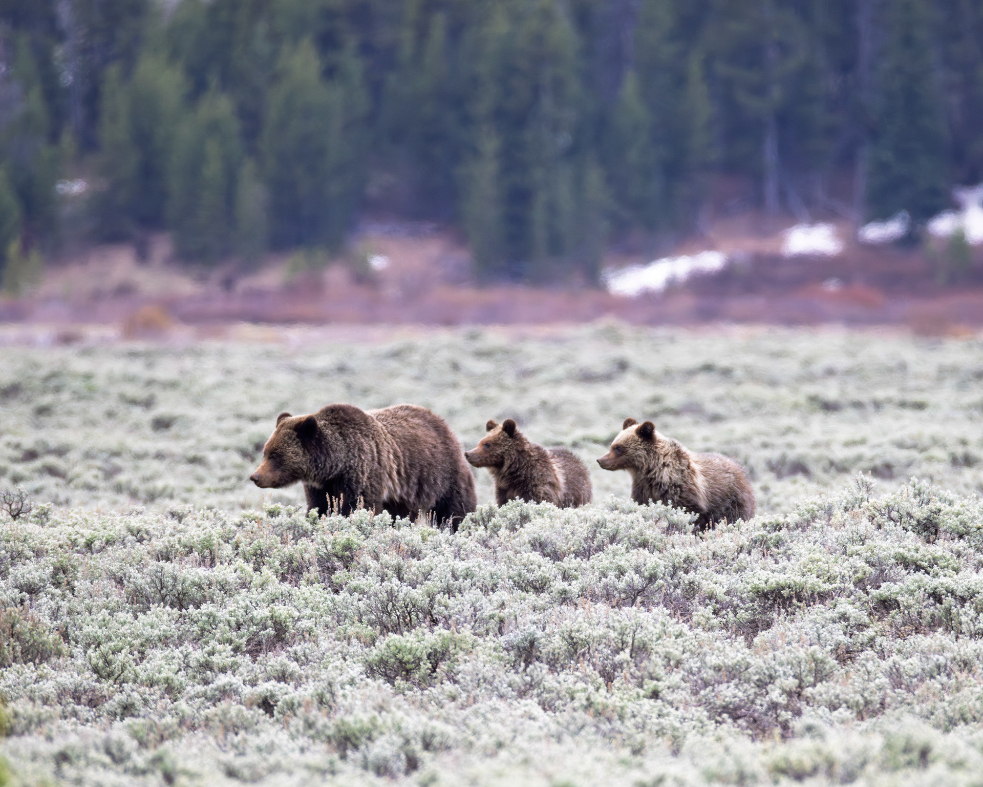 Grizzly Bear & Cubs, Yellowstone National Park, Wyoming