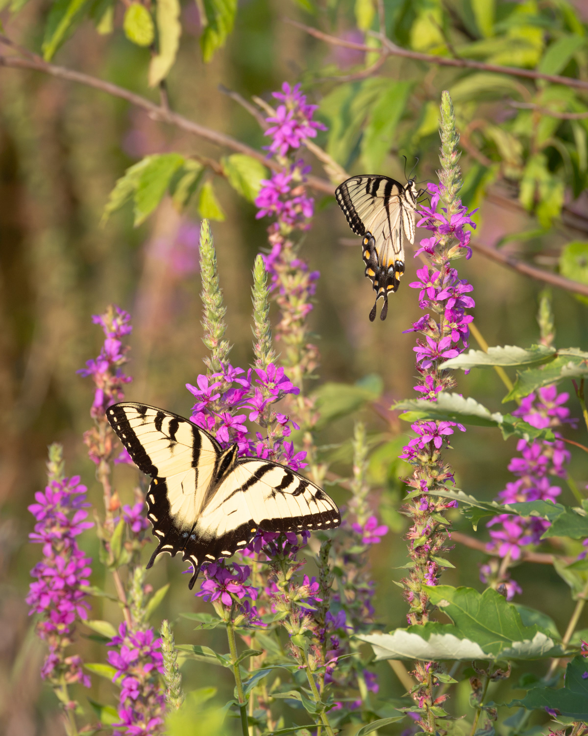 Eastern Tiger Swallowtails, Middle Creek Wildlife Management Area, Pennsylvania