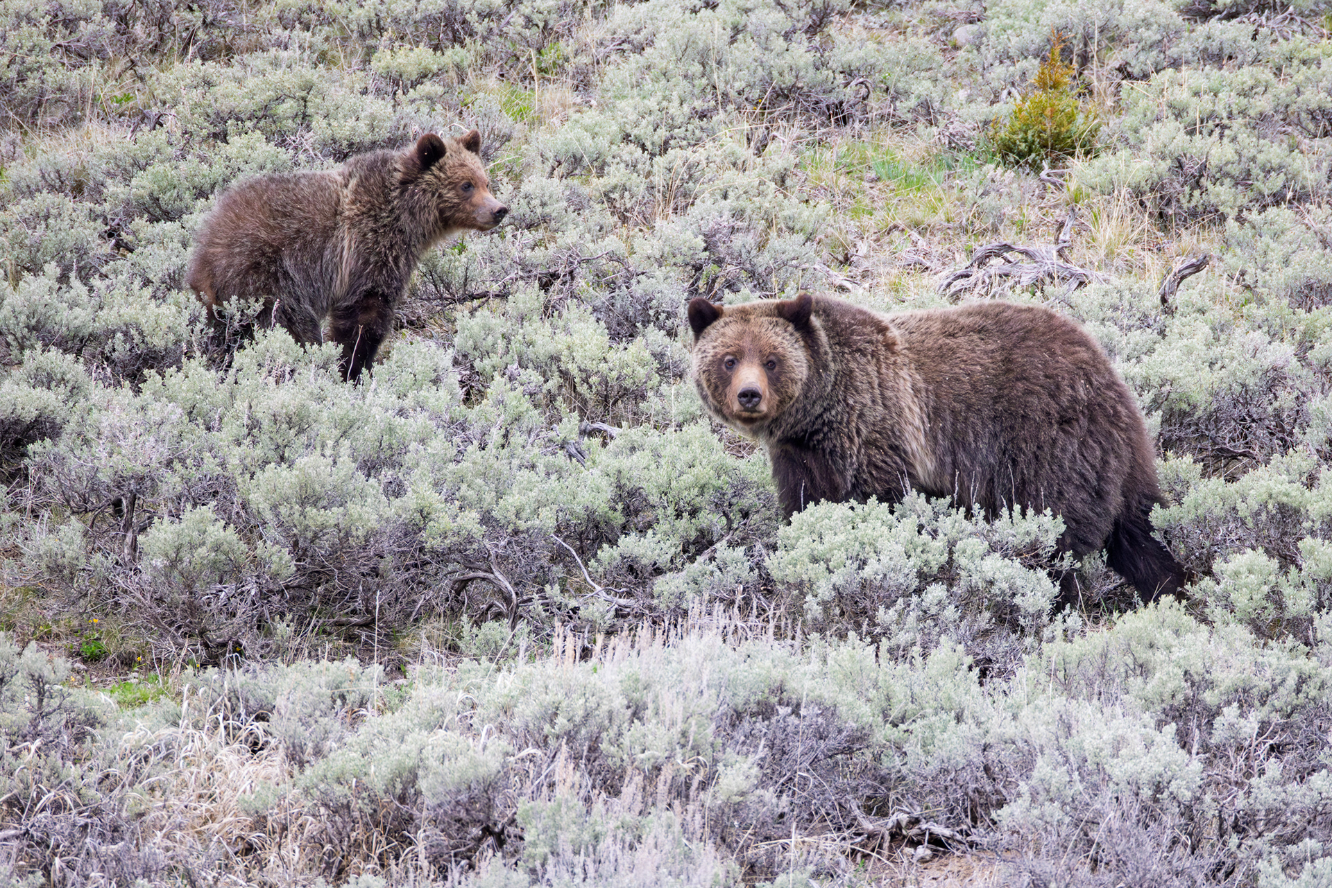 Grizzly Bear & Cub, Yellowstone National Park, Wyoming