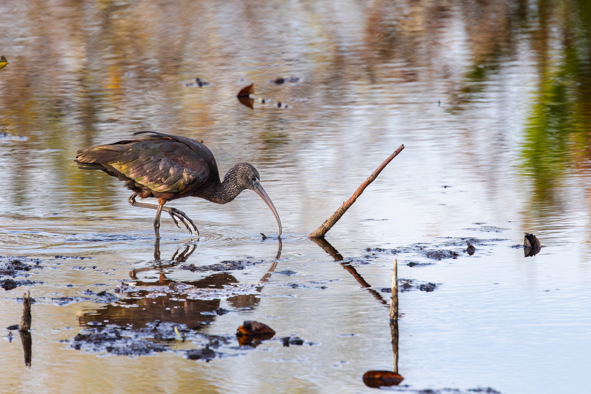 Glossy Ibis, Wakodahatchee Wetlands, Florida