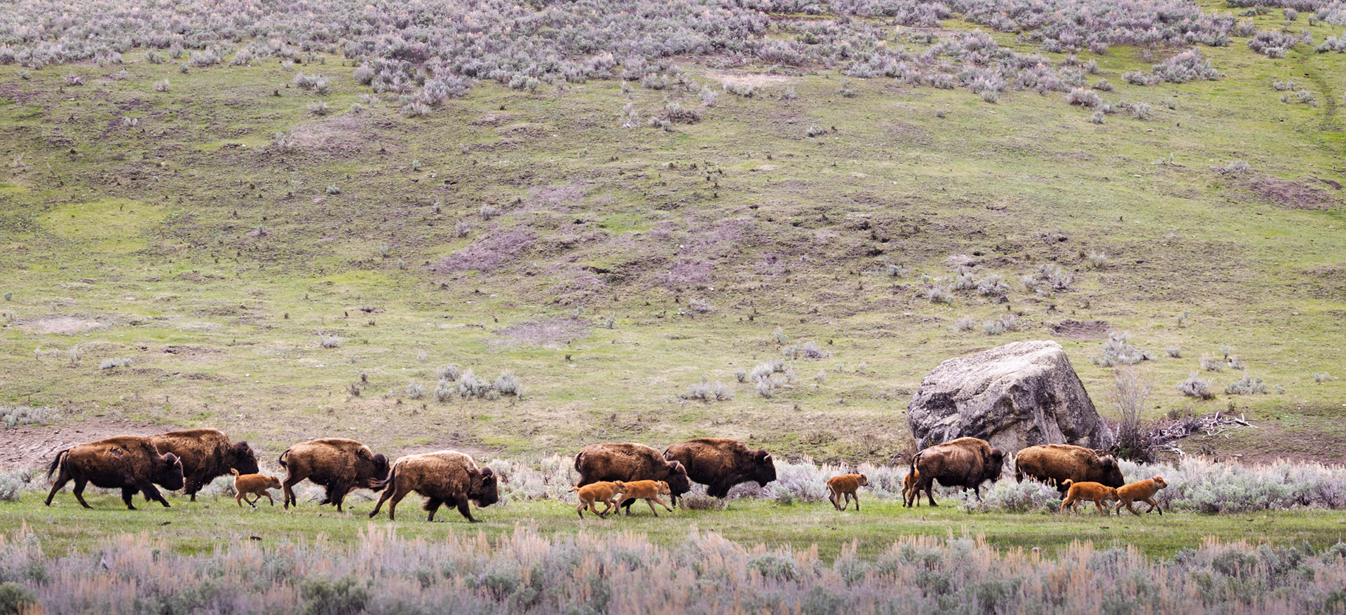 Bison & Red Dogs, Yellowstone National Park, Wyoming