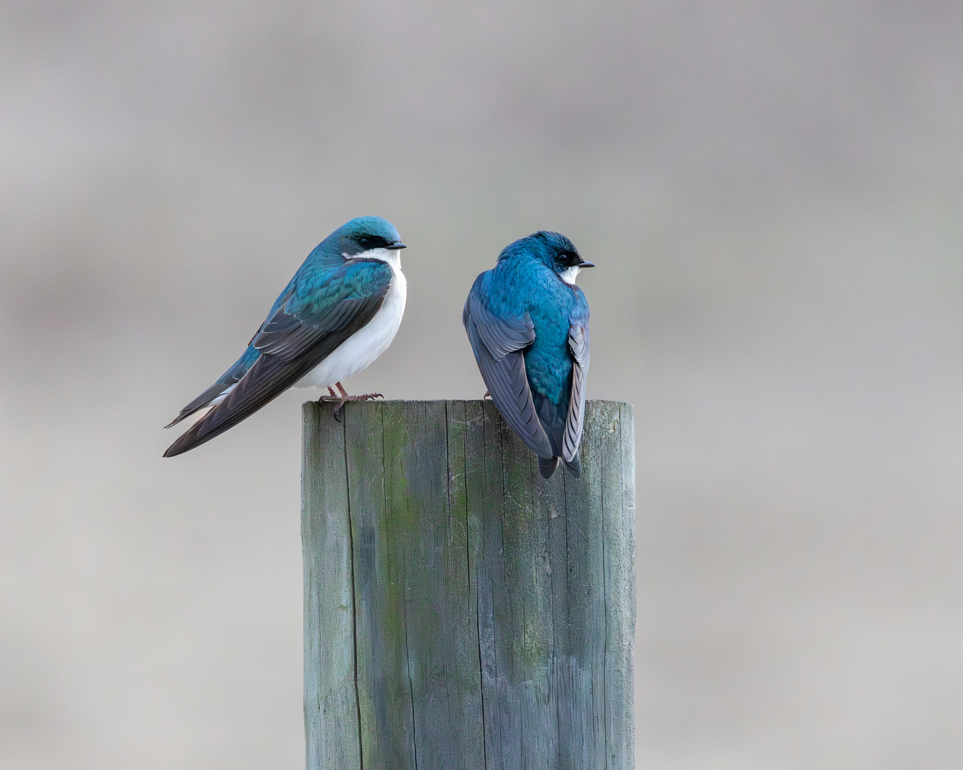 Tree Swallows, Middle Creek Wildlife Management Area, Pennsylvania