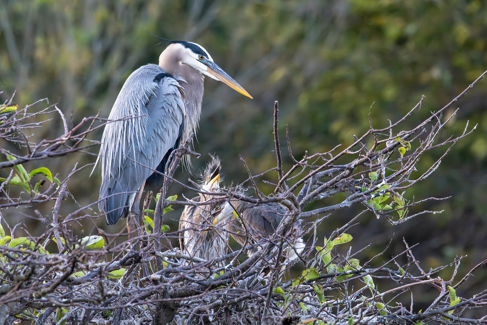 Great Blue Heron & Chicks, Wakodahatchee Wetlands, Florida