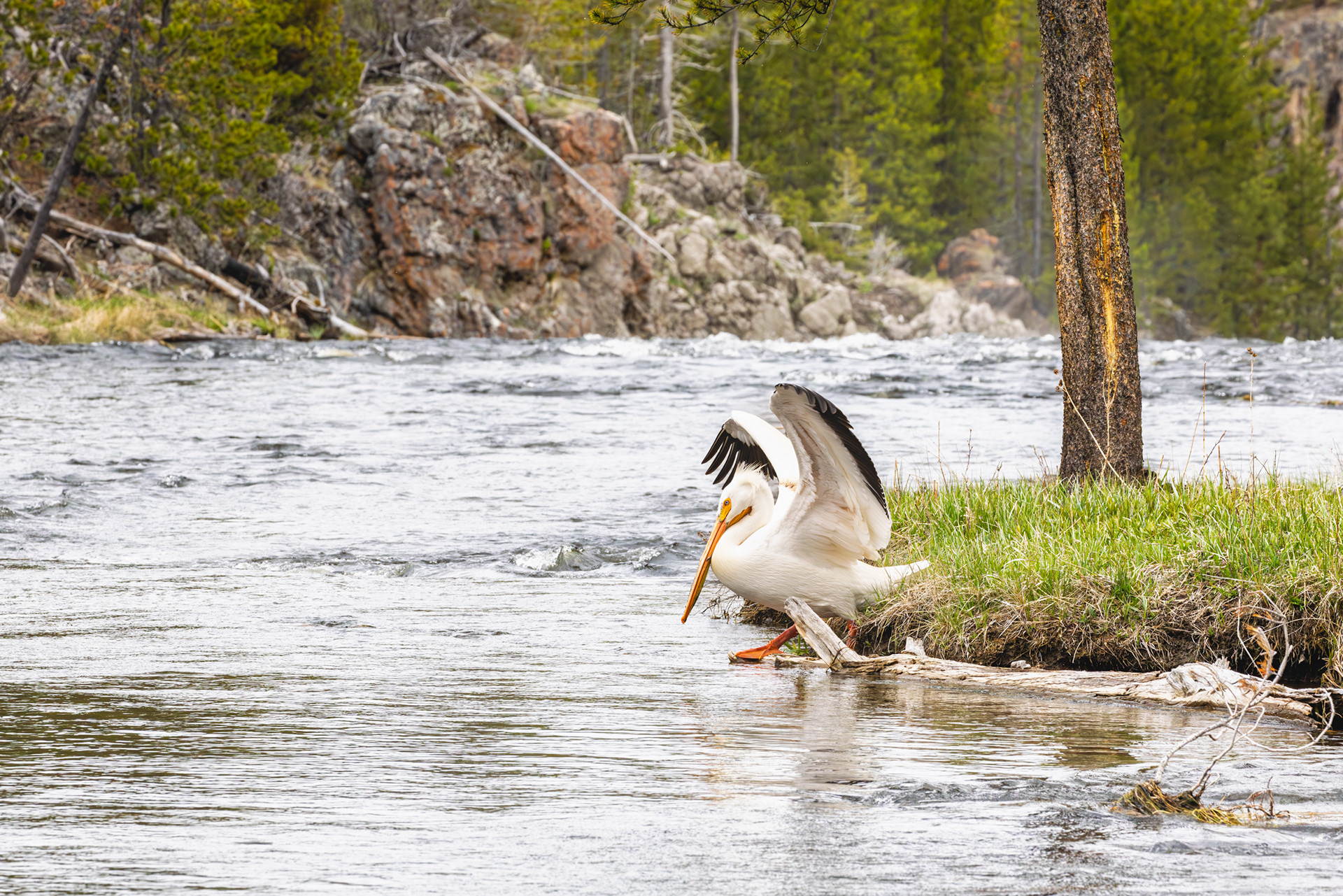 American Pelican, Yellowstone National Park, Wyoming