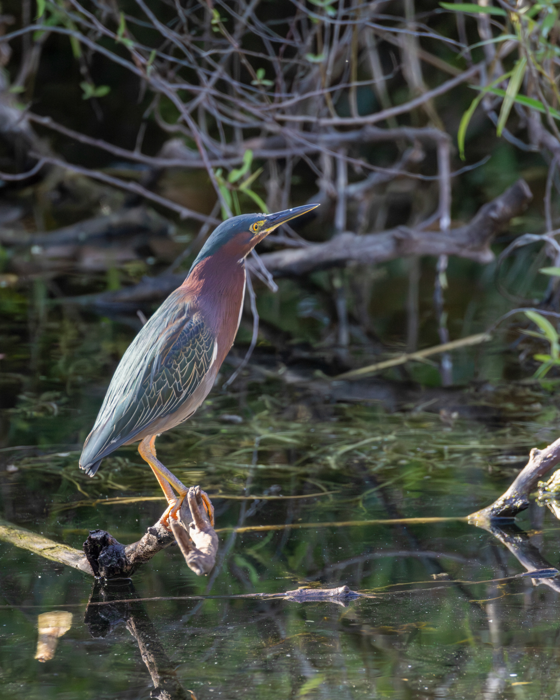 Green Heron, Big Cypress National Preserve, Florida