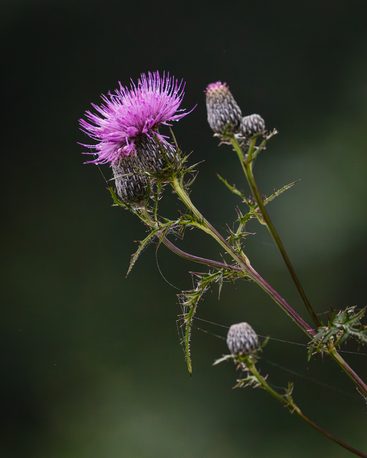 Thistle Blooms, Middle Creek Wildlife Management Area, Pennsylvania