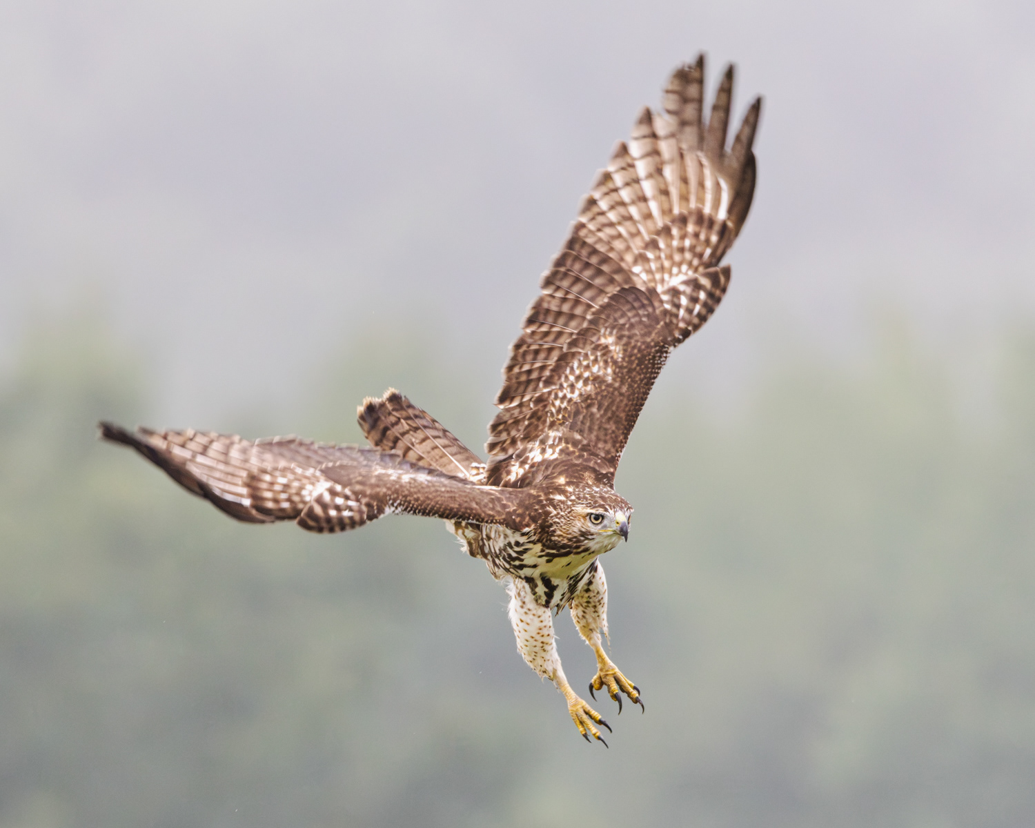 Immature Red-tailed Hawk, Middle Creek Wildlife Management Area, Pennsylvania