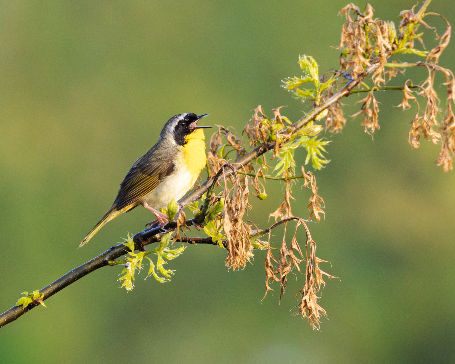 Common Yellowthroat Warbler, Middle Creek Wildlife Management Area, Pennsylvania