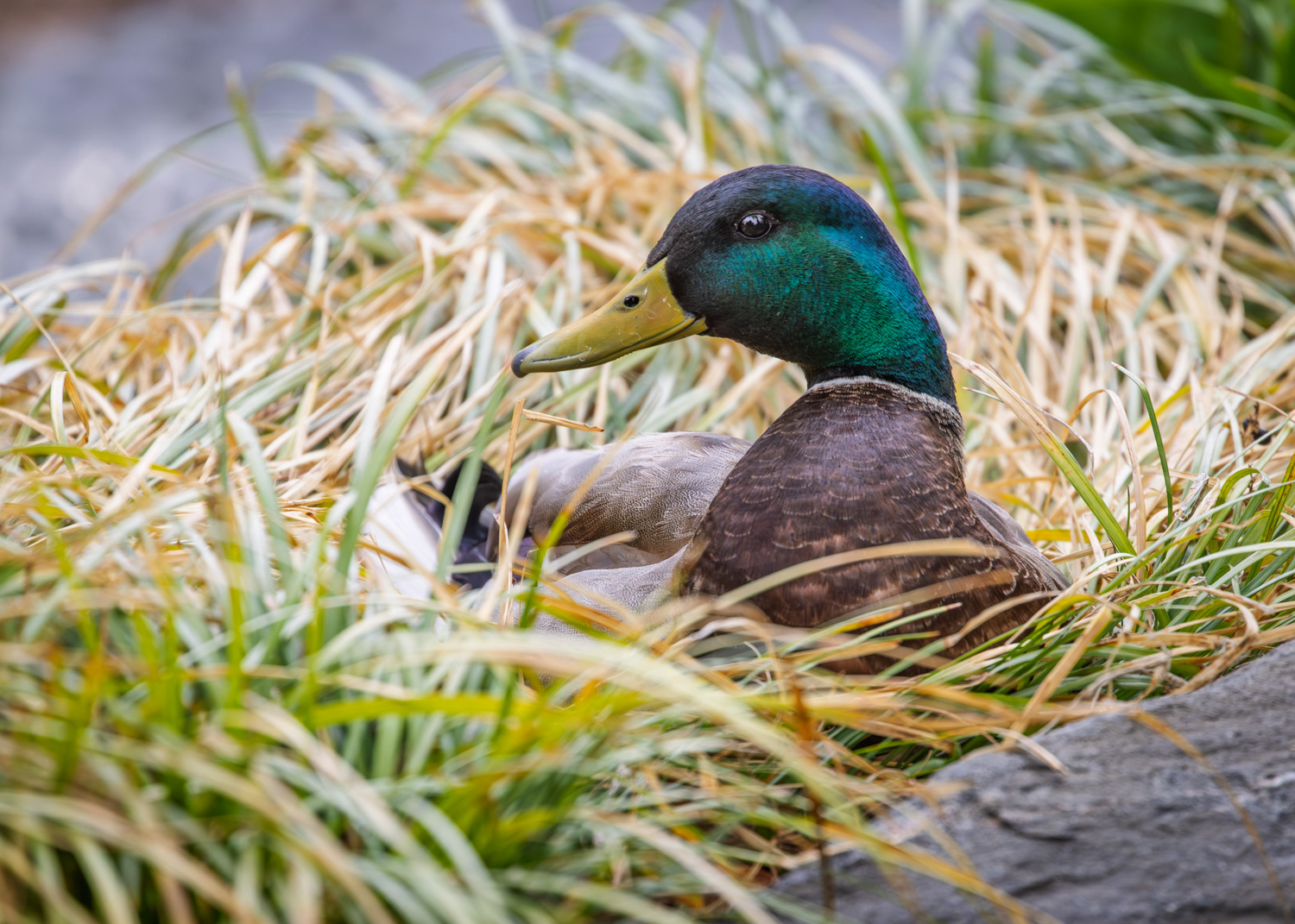 Nesting Mallard, Denver Botanic Garden, Colorado