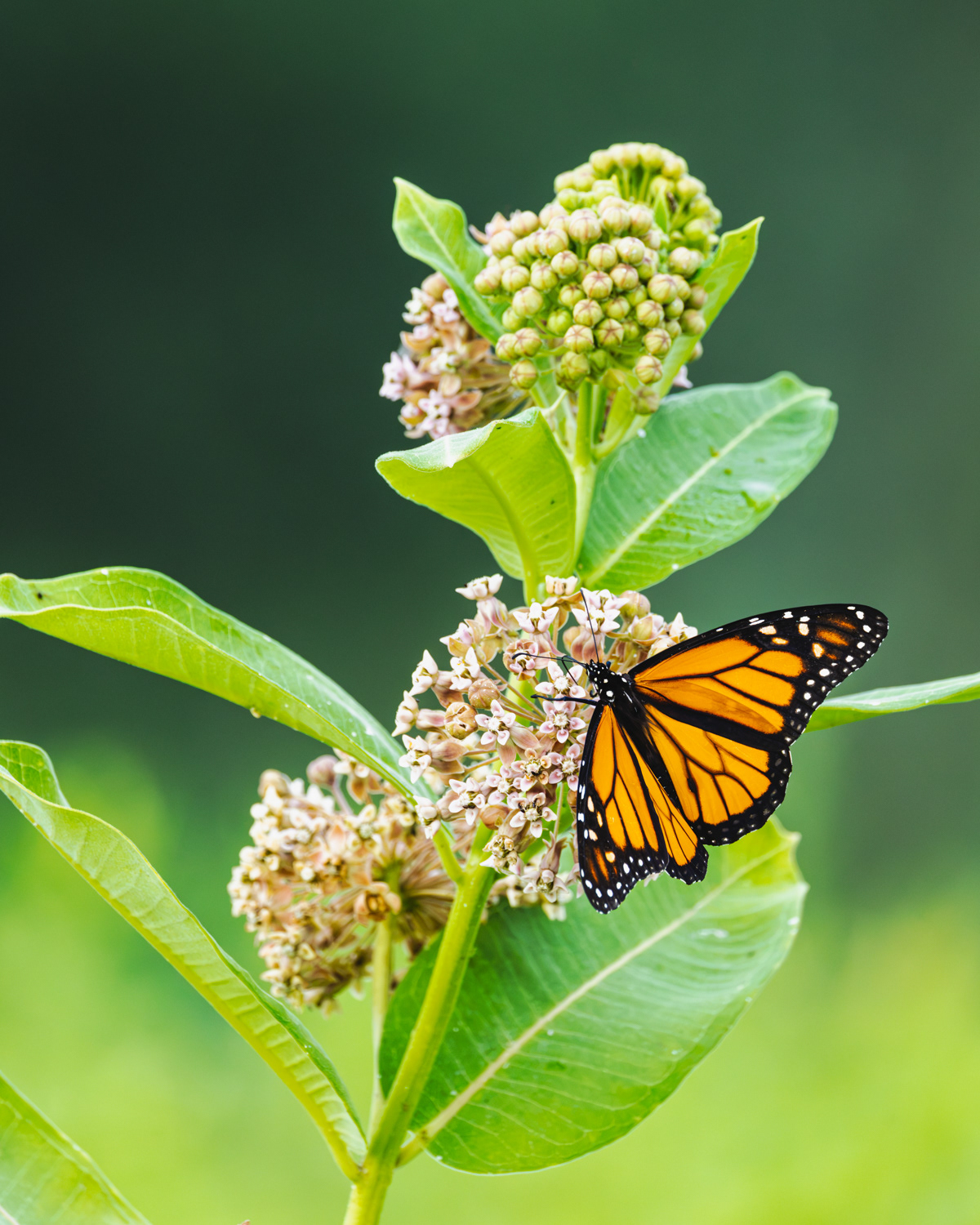 Monarch, Middle Creek Wildlife Management Area, Pennsylvania