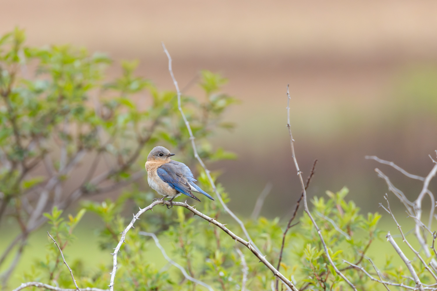 Eastern Bluebird, Middle Creek Wildlife Management Area, Pennsylvania