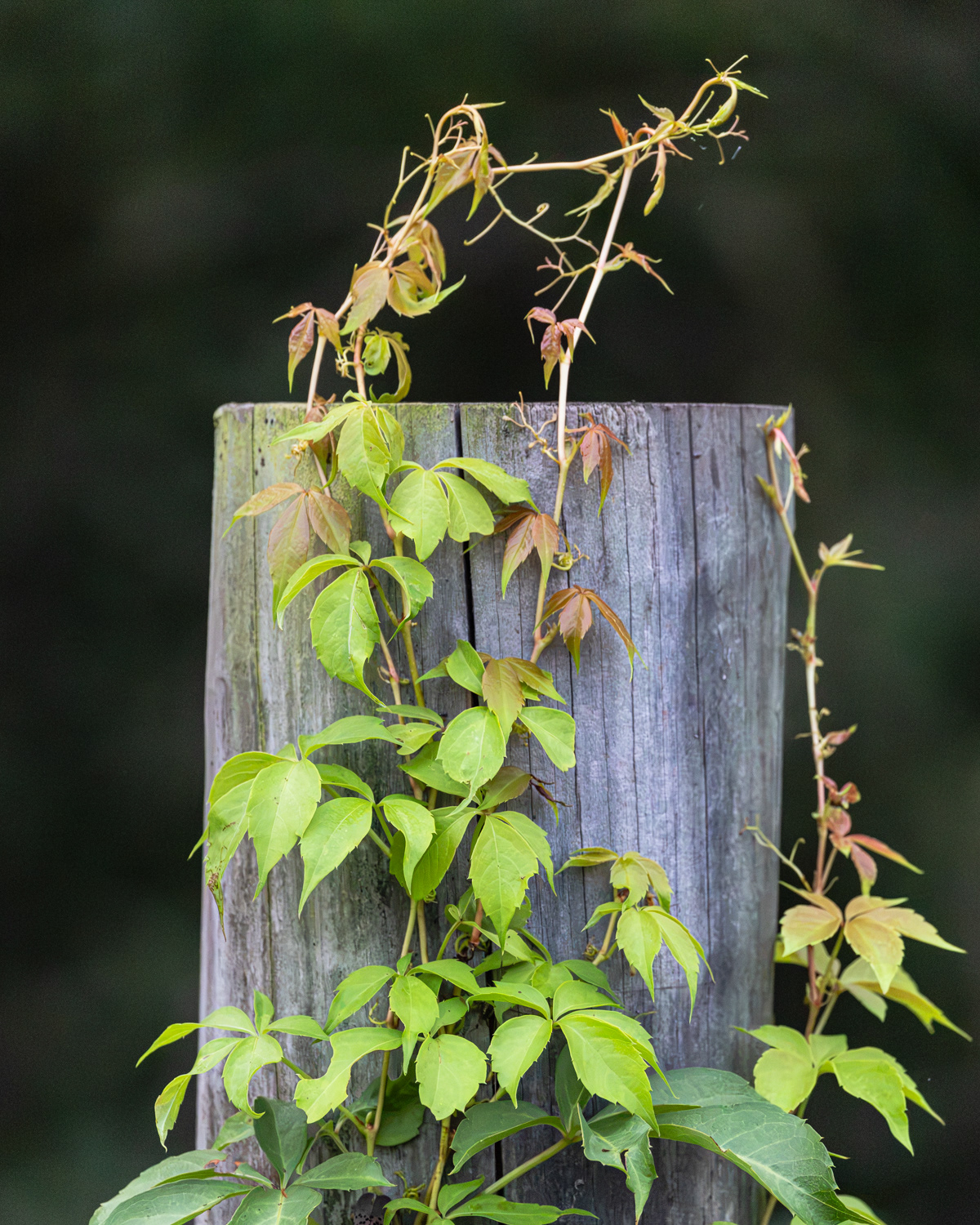 Virginia Creeper, Middle Creek Wildlife Management Area, Pennsylvania