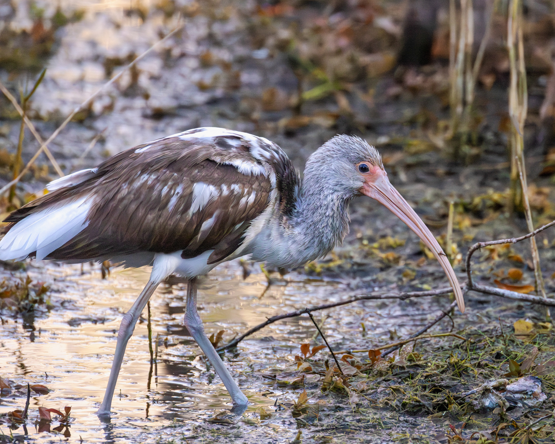 Immature White Ibis, Big Cypress National Preserve, Florida