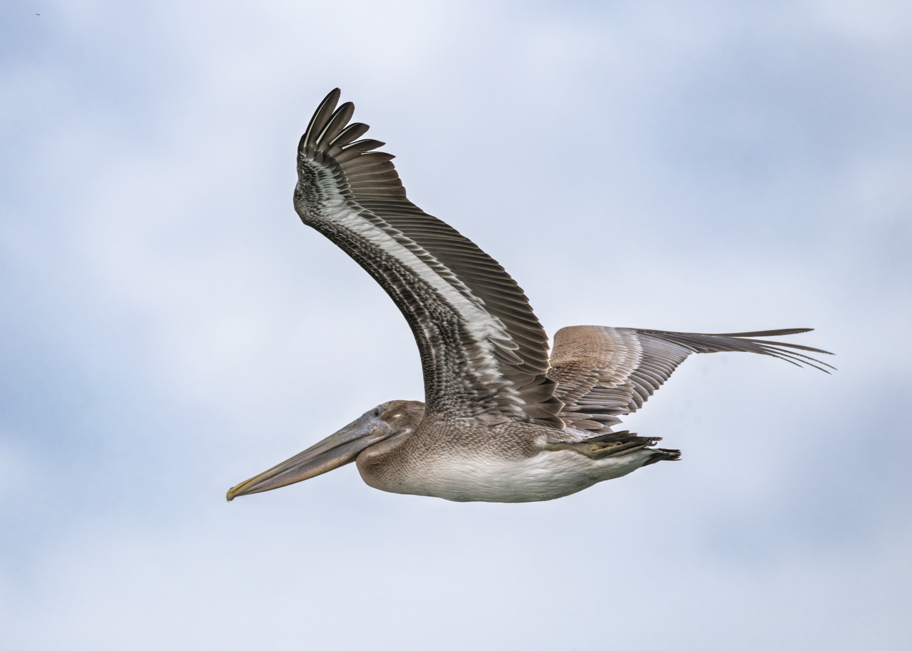 Brown Pelican, Kiptopeke State Park, Virginia