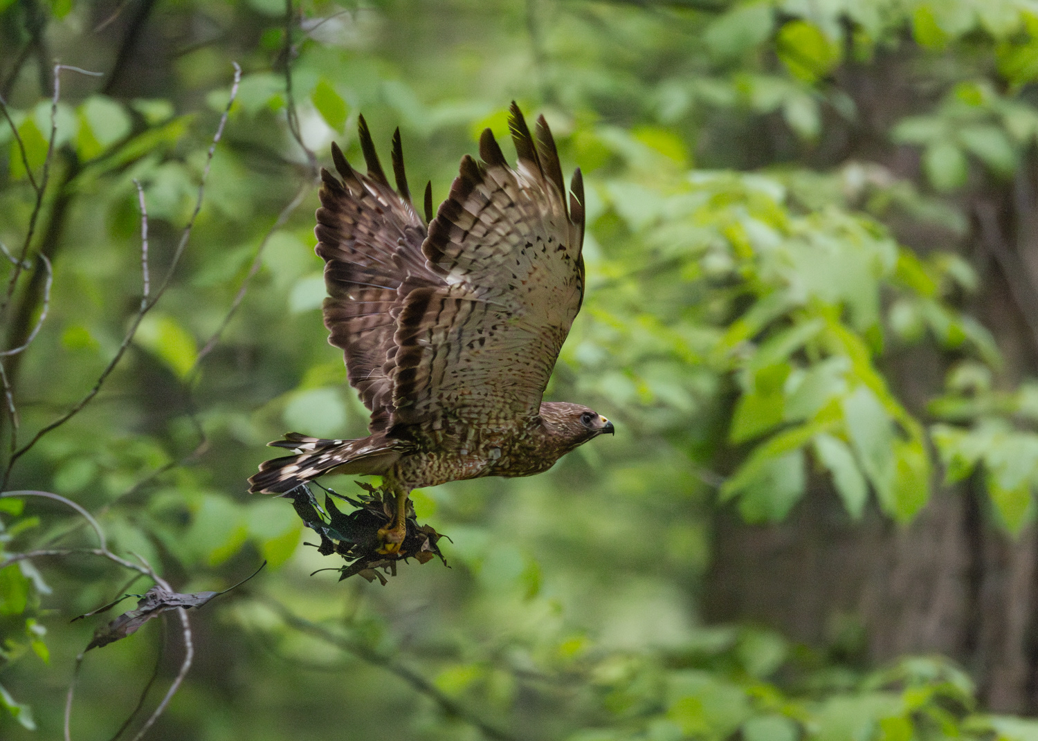 Immature Red Shouldered Hawk, Middle Creek Wildlife Management Area, Pennsylvania