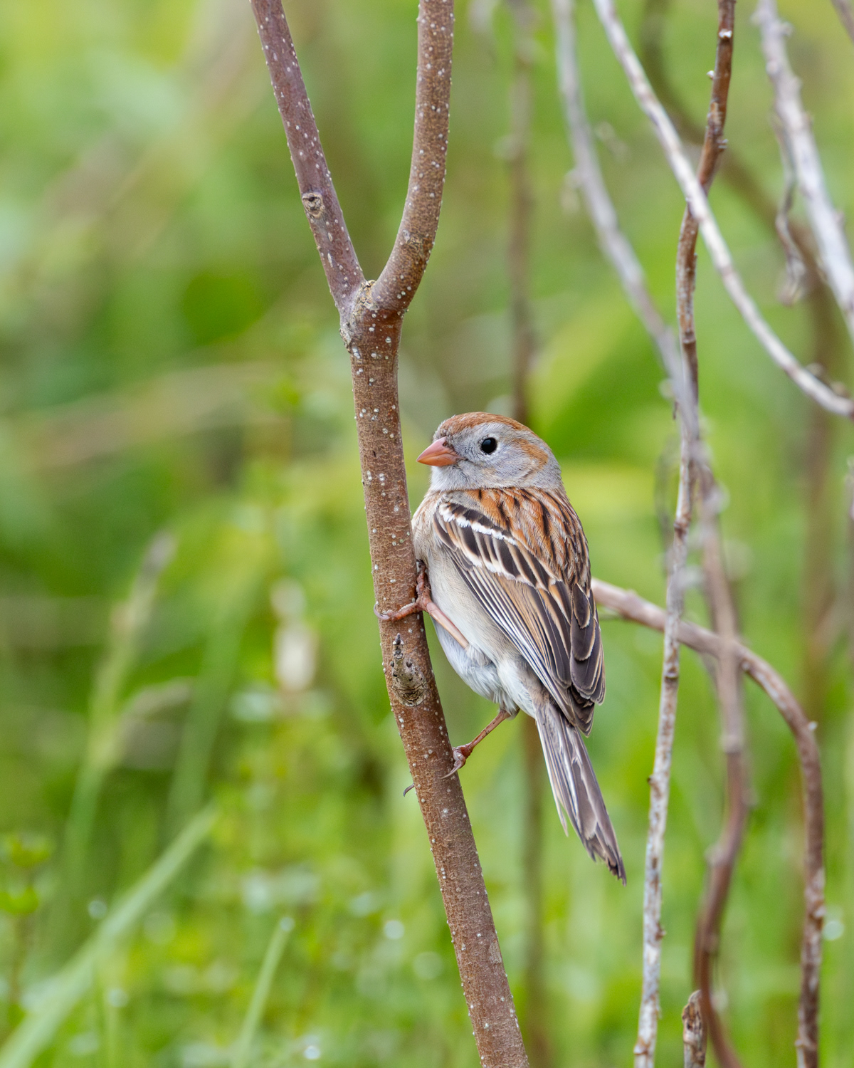 Field Sparrow, Middle Creek Wildlife Management Area, Pennsylvania