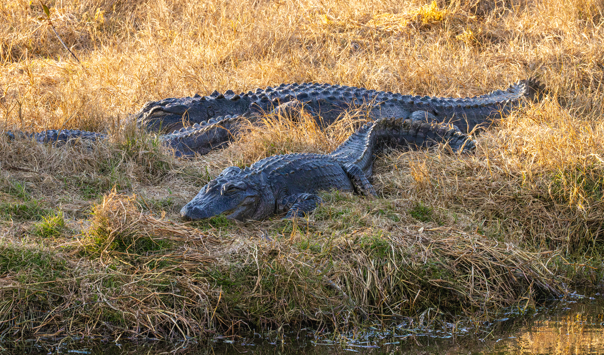 Alligators, Ten Thousand Islands National Wildlife Refuge, Florida