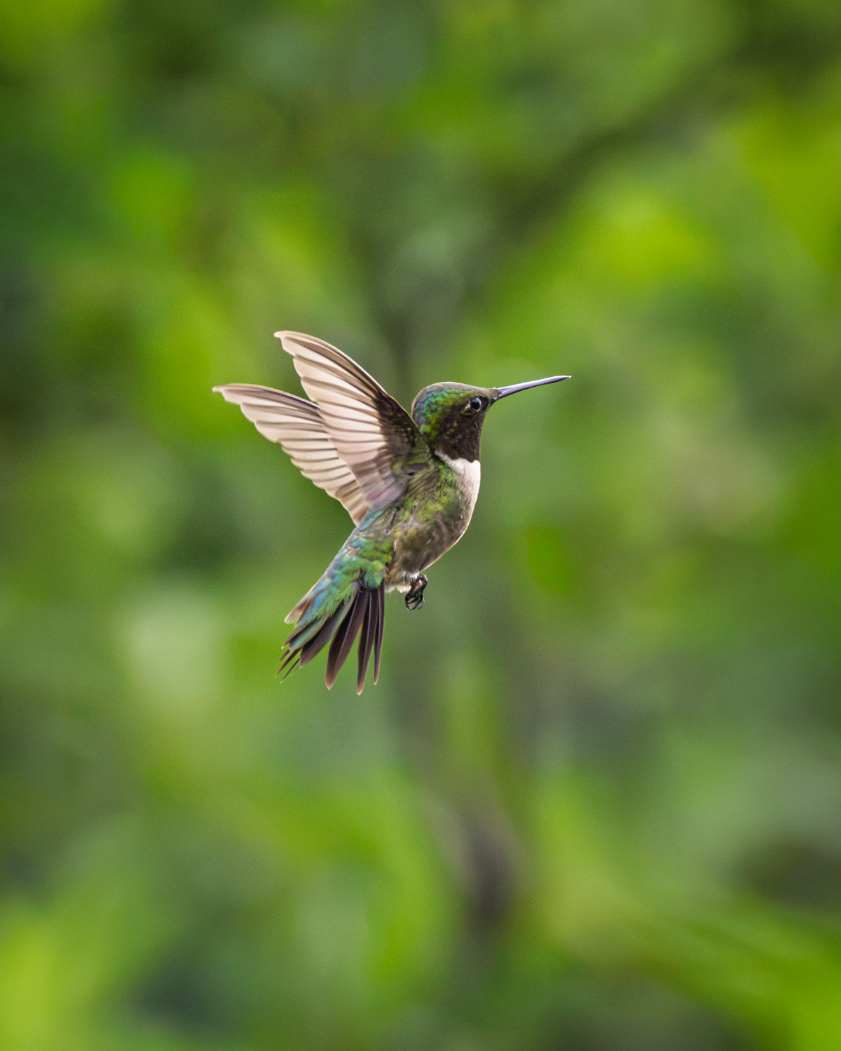 Ruby-throated Hummingbird, Middle Creek Wildlife Management Area, Pennsylvania