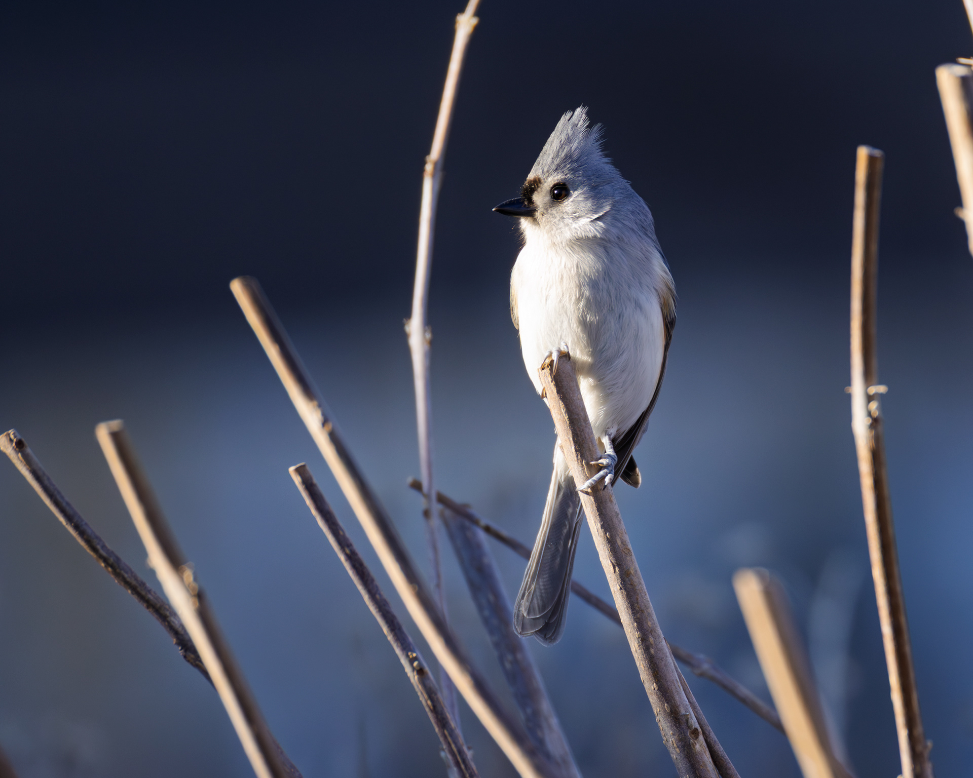 Tufted Titmouse, Middle Creek Wildlife Management Area, Pennsylvania
