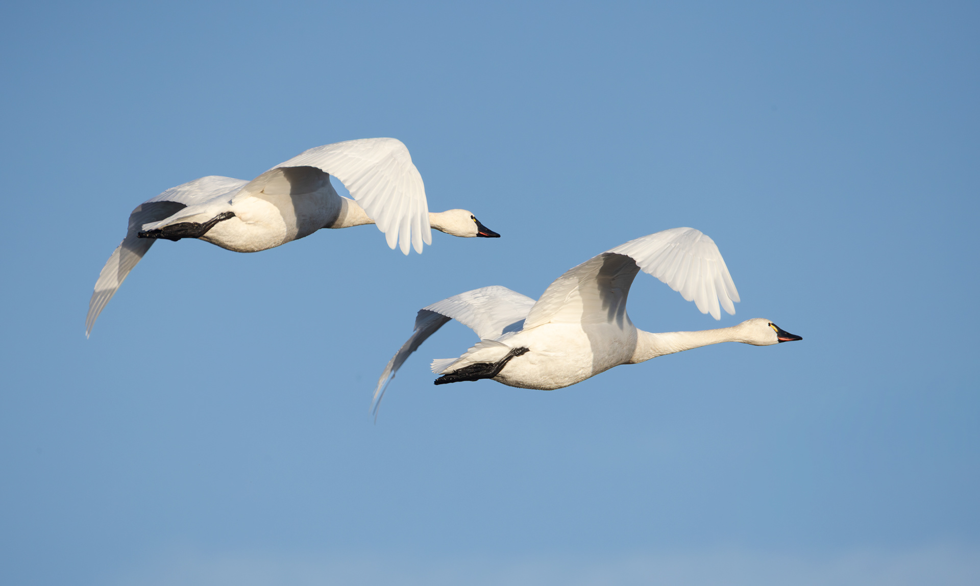 Tundra Swans, Blackwater National Wildlife Refuge, Maryland