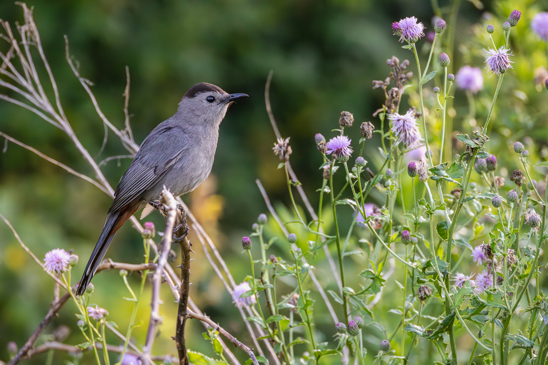 Gray Catbird, Middle Creek Wildlife Management Area, Pennsylvania