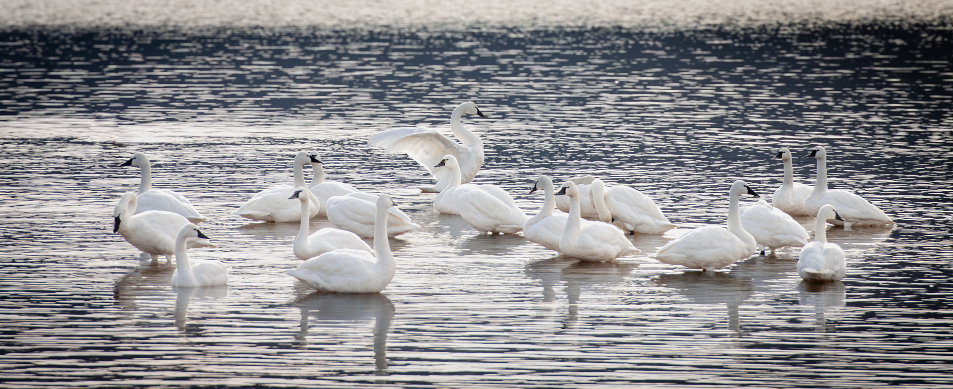 Tundra Swans, Middle Creek Wildlife Management Area, Pennsylvania