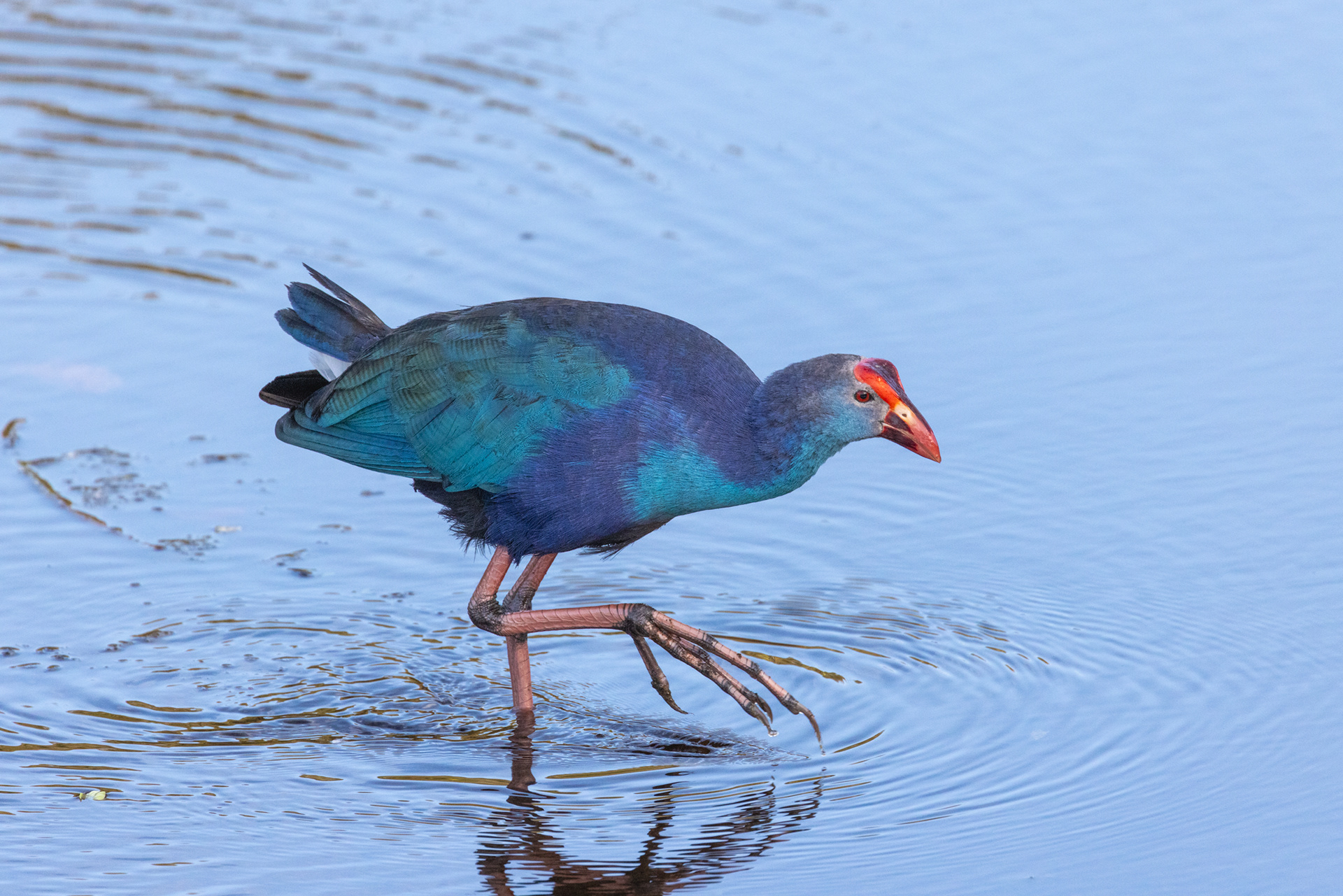 Purple Gallinule, Wakodahatchee Wetlands, Florida