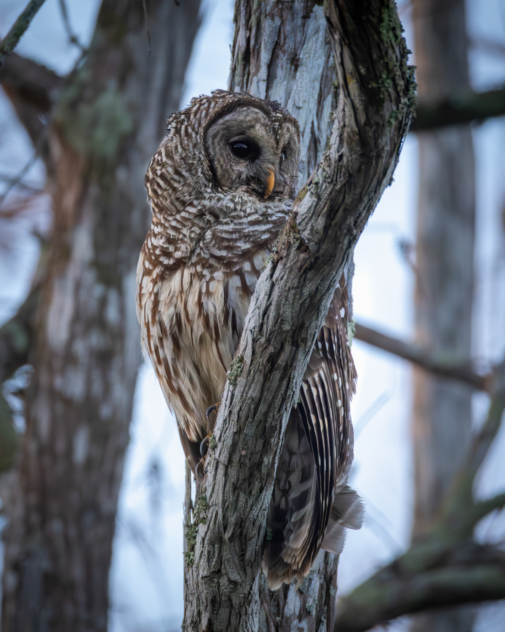 Barred Owl, Big Cypress National Preserve, Florida