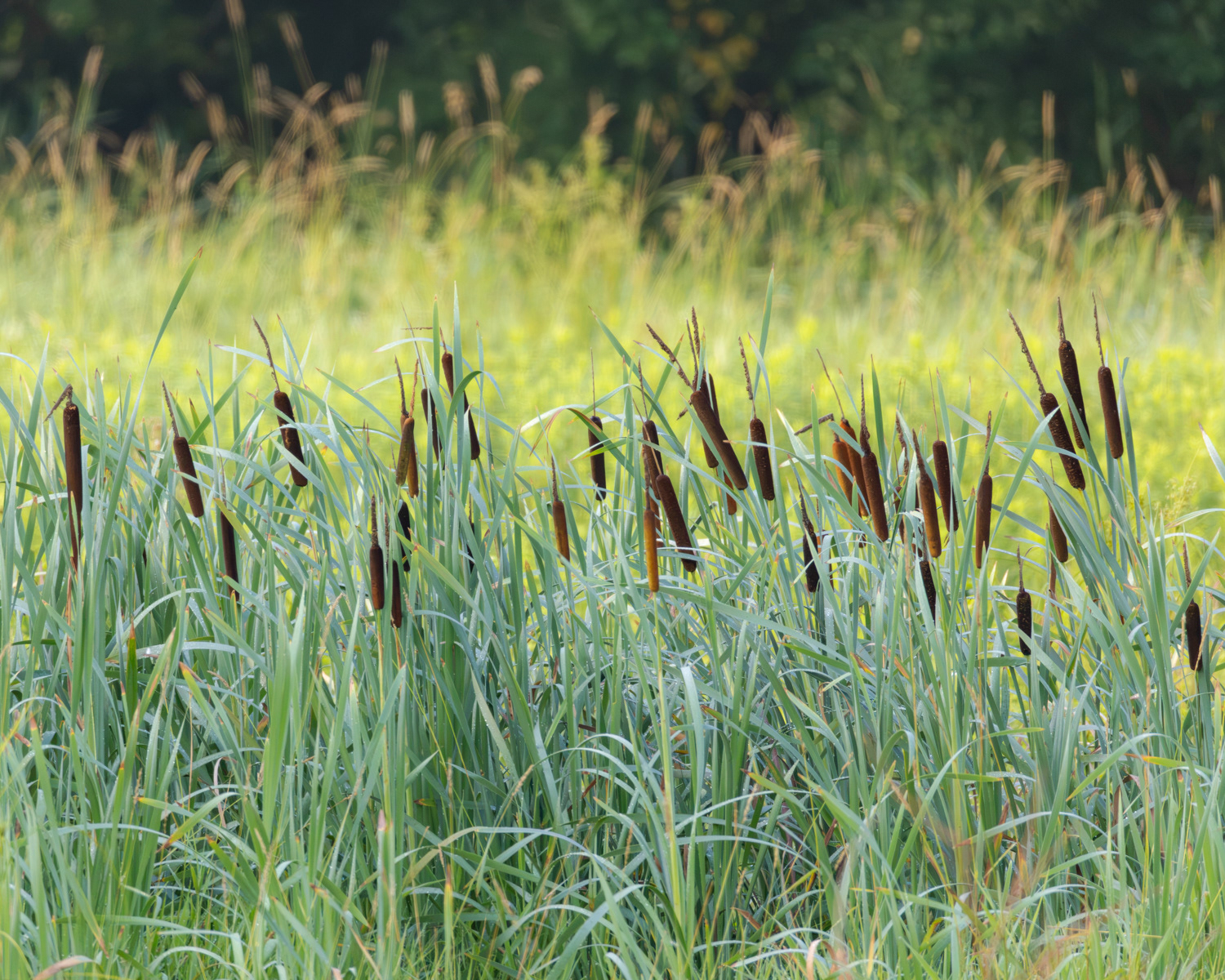 Cat Tails, Middle Creek Wildlife Management Area, Pennsylvania