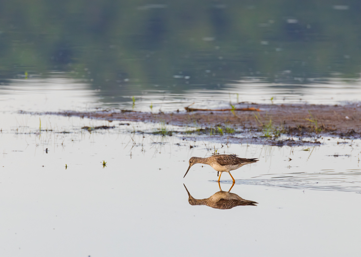 Greater Yellowlegs, Middle Creek Wildlife Management Area, Pennsylvania