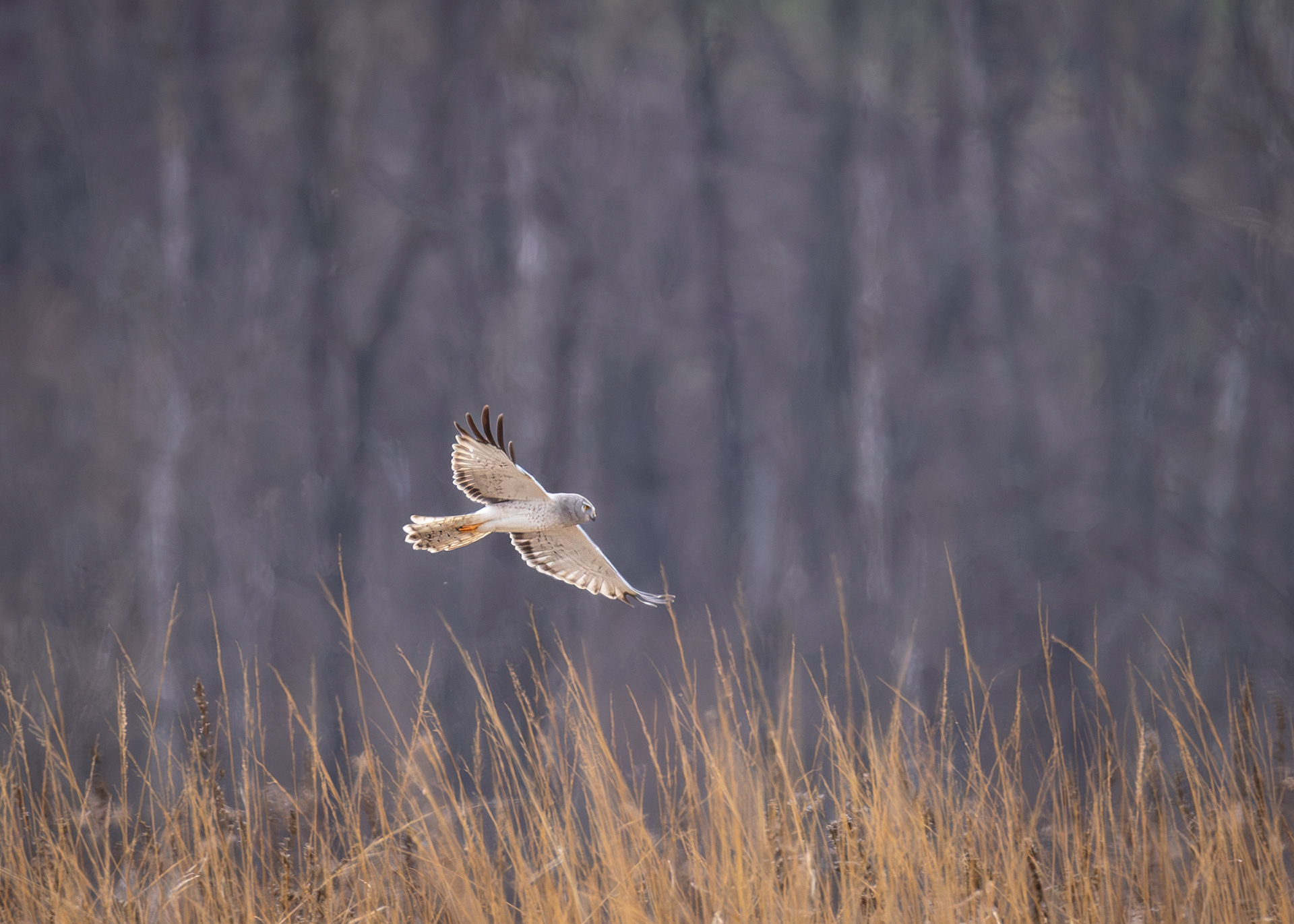 Northern Harrier, Middle Creek Wildlife Management Area, Pennsylvania