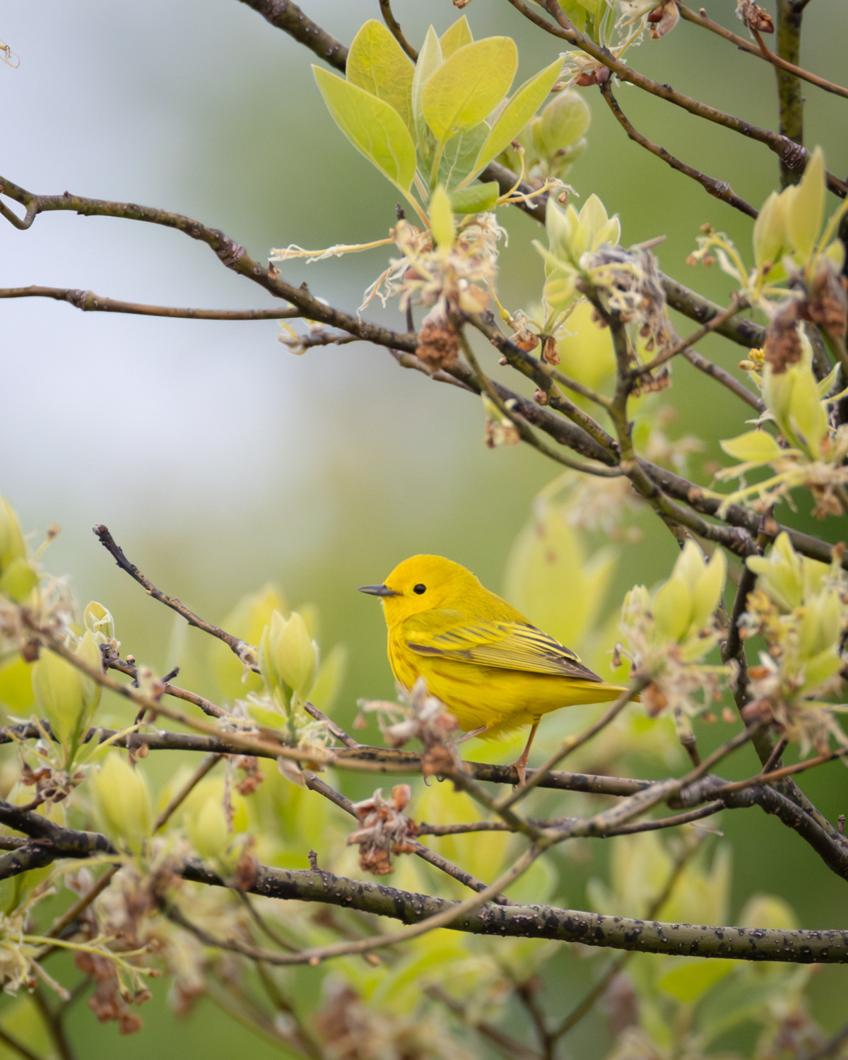Yellow Warbler, Middle Creek Wildlife Management Area, Pennsylvania