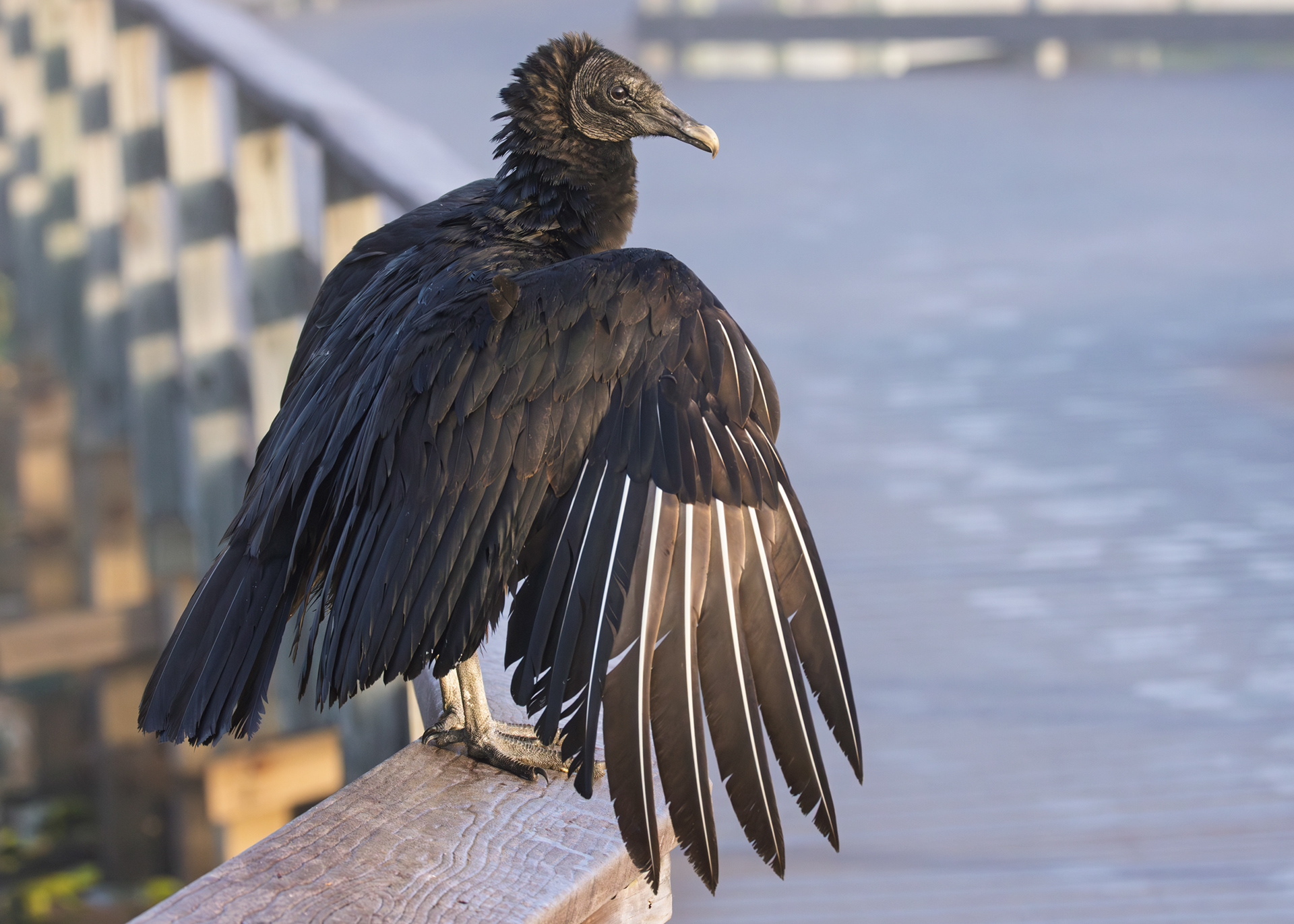 Vulture, Everglades National Park, Florida
