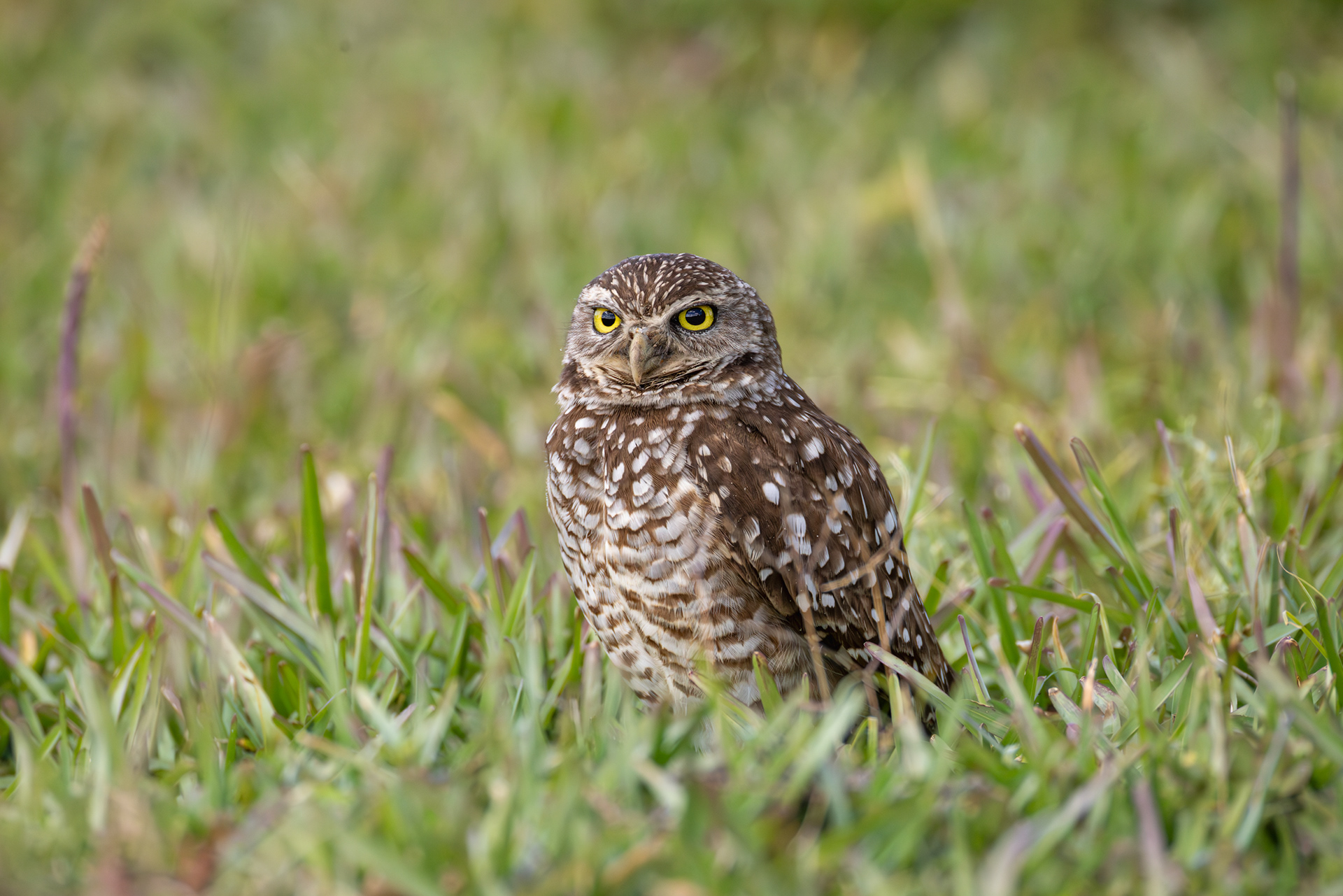 Burrowing Owl, Brian Piccolo Sports Park, Florida
