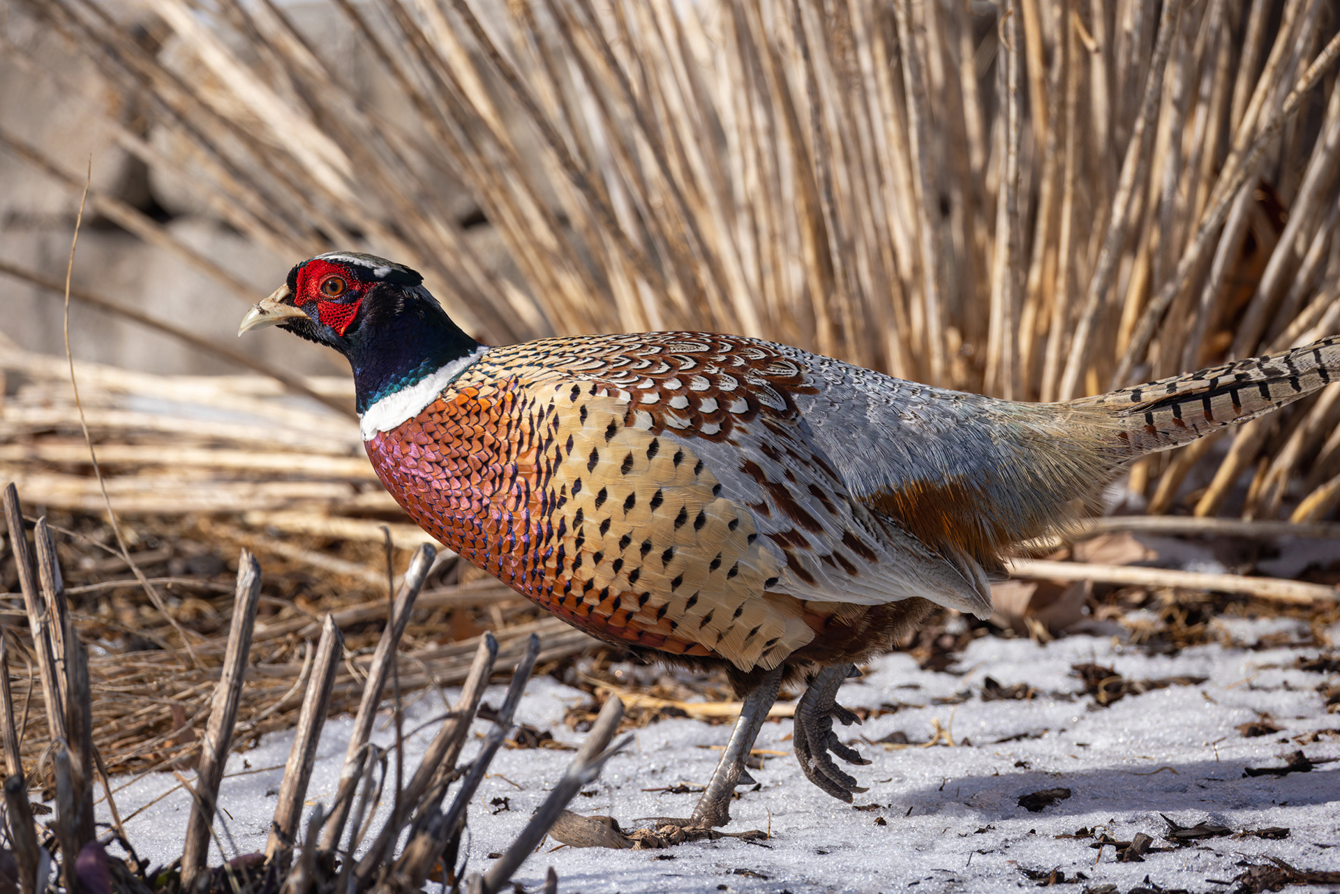 Pheasant, Middle Creek Wildlife Management Area, Pennsylvania