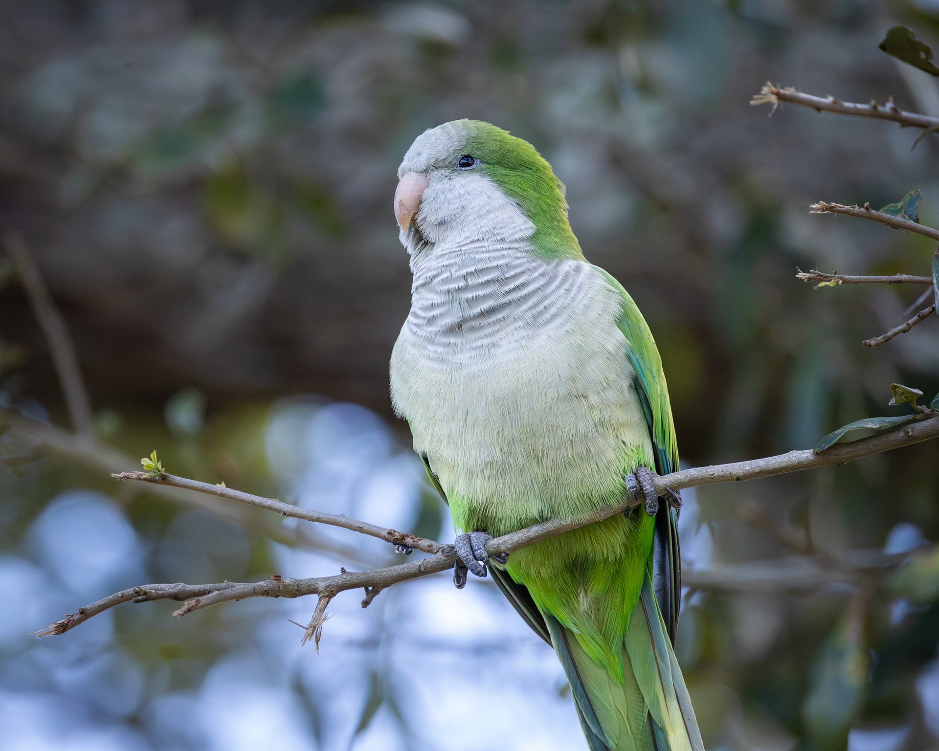 Monk Parakeet, Brian Piccolo Sports Park, Florida
