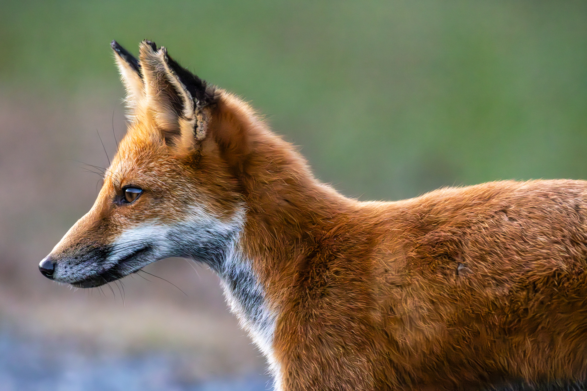 Fox, Bombay Hook National Wildlife Refuge, Delaware