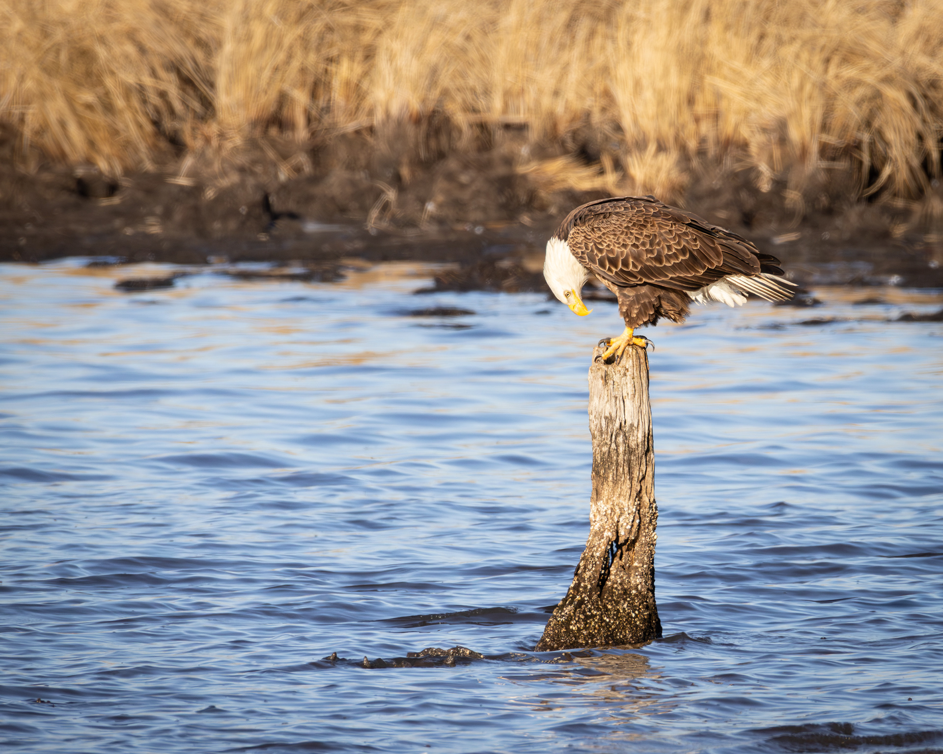 Bald Eagle, Blackwater National Wildlife Refuge, Maryland