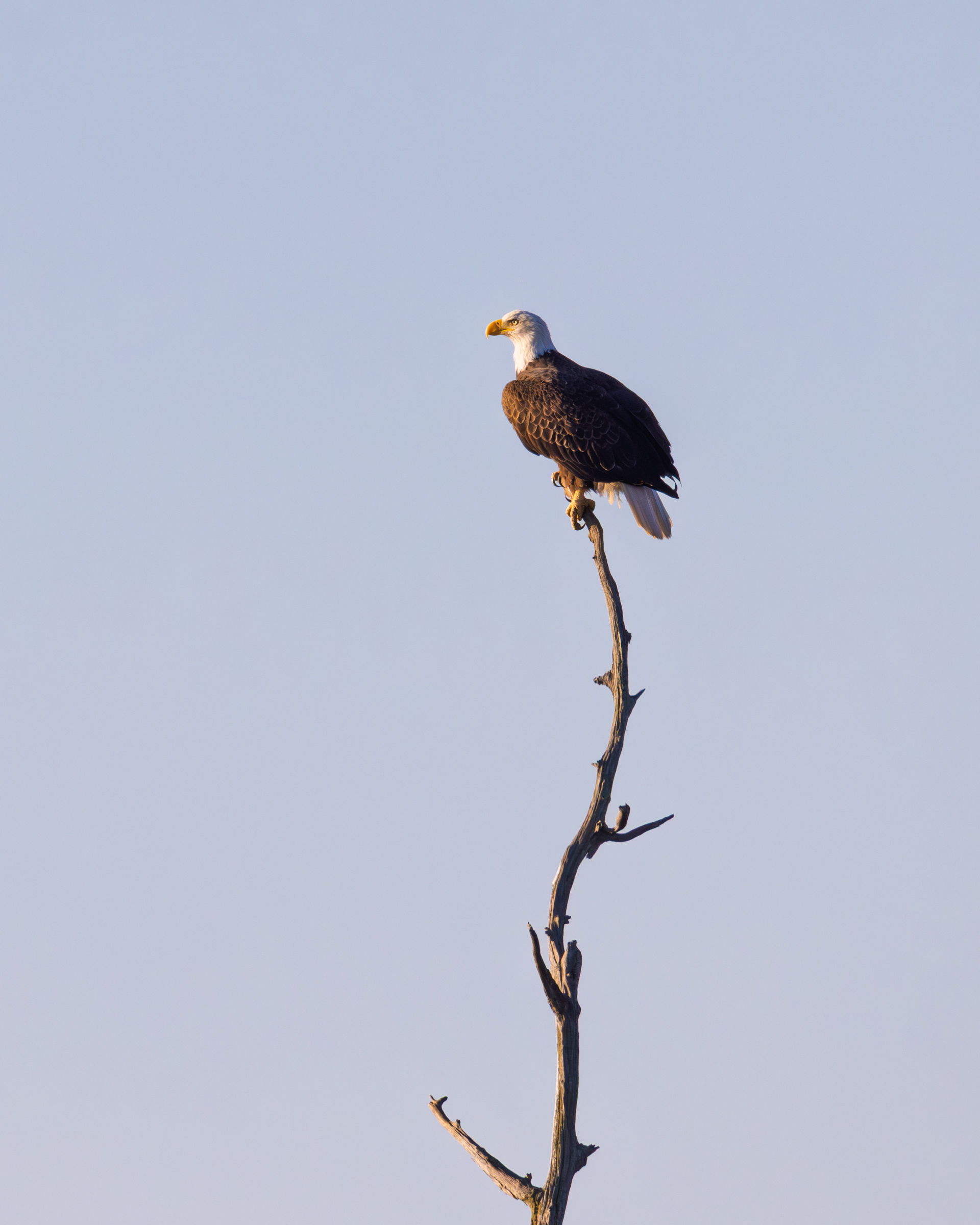 Bald Eagle, Blackwater National Wildlife Refuge, Maryland