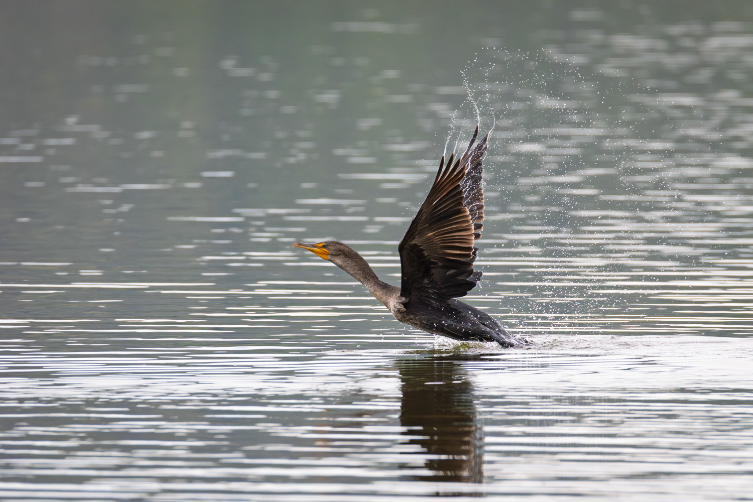 Cormorant, Middle Creek Wildlife Management Area, Pennsylvania