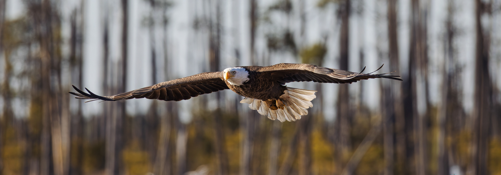 Bald Eagle, Blackwater National Wildlife Refuge, Maryland