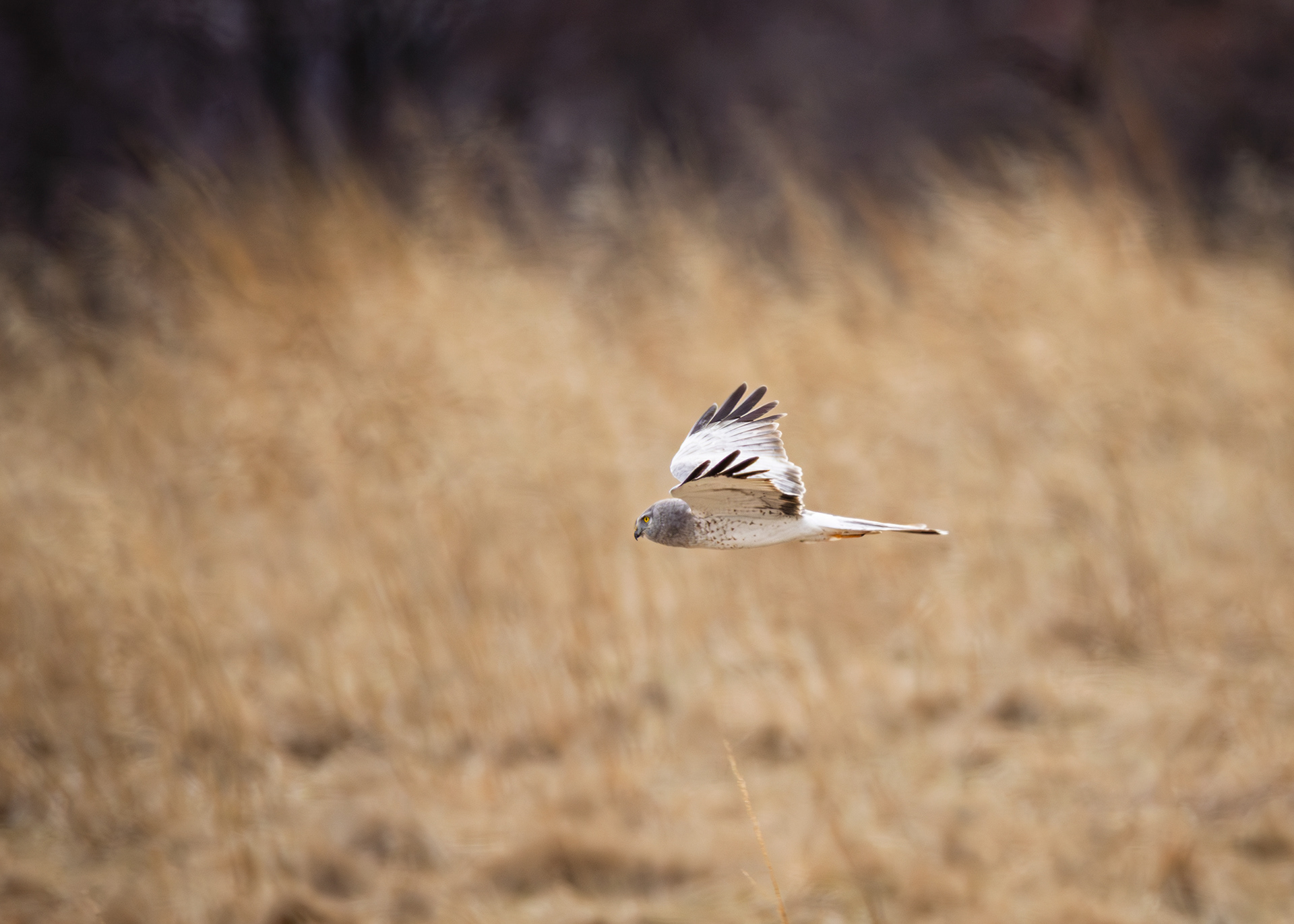 Northern Harrier, Middle Creek Wildlife Management Area, Pennsylvania