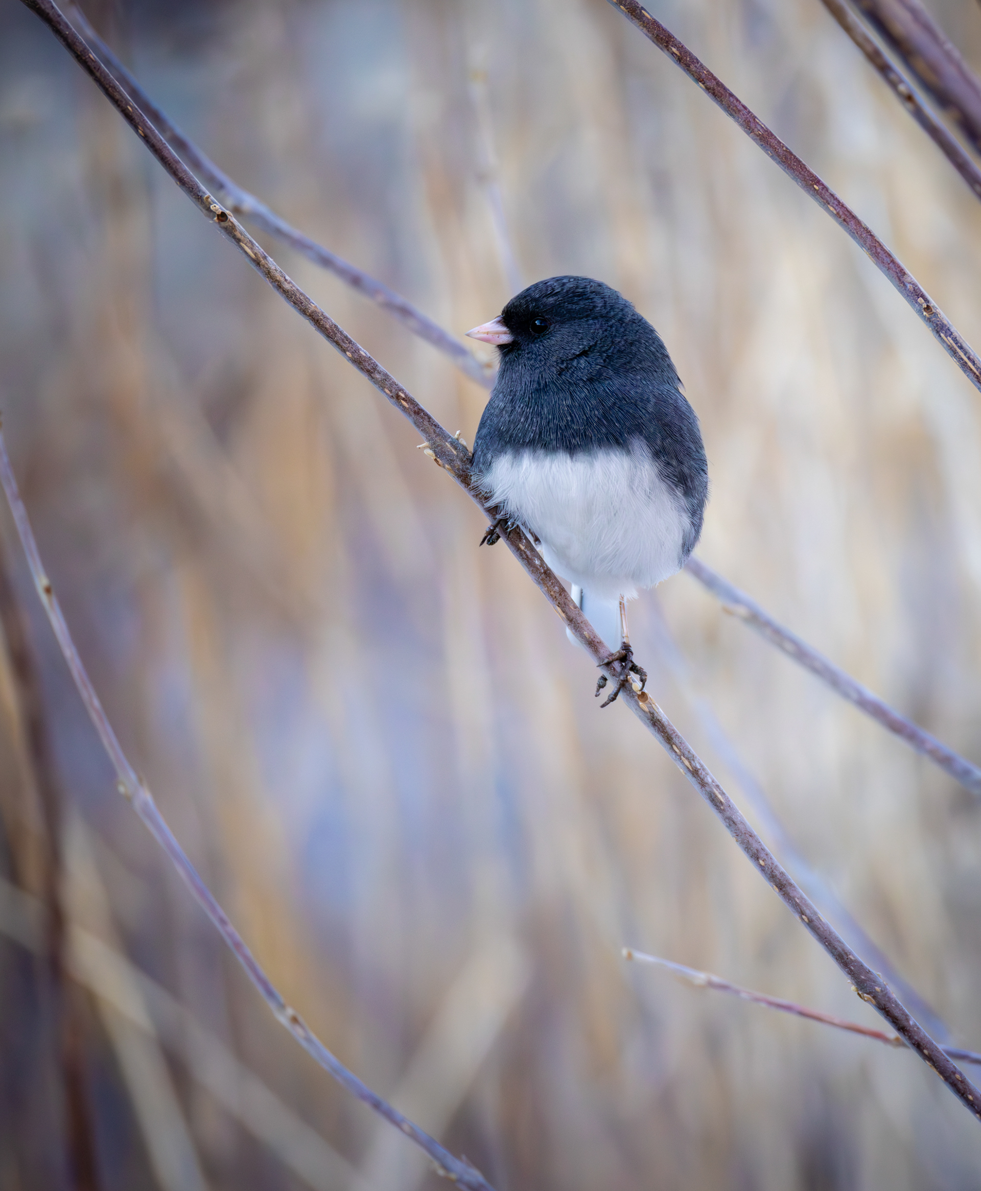 Dark-eyed Junco, Middle Creek Wildlife Management Area, Pennsylvania