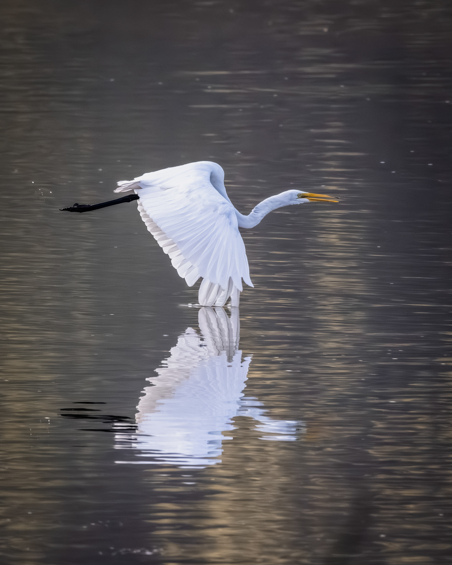 Egret, Middle Creek Wildlife Management Area, Pennsylvania