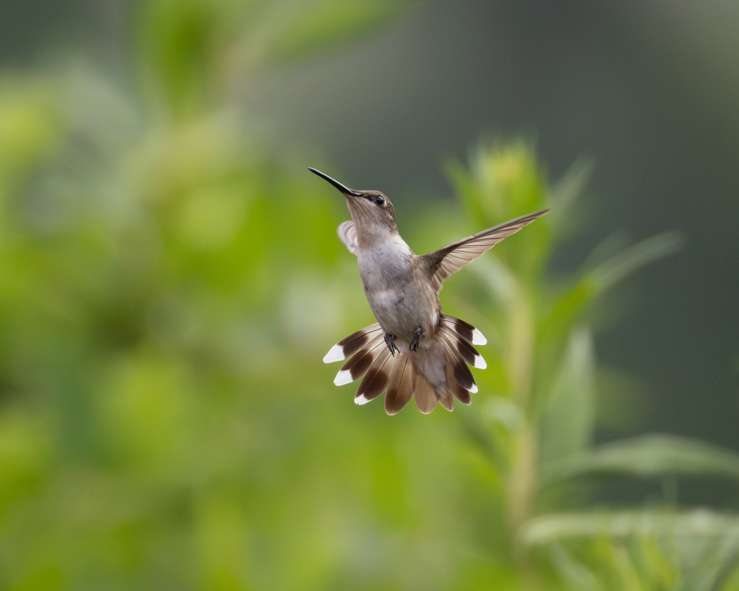 Ruby-throated Hummingbird, Middle Creek Wildlife Management Area, Pennsylvania