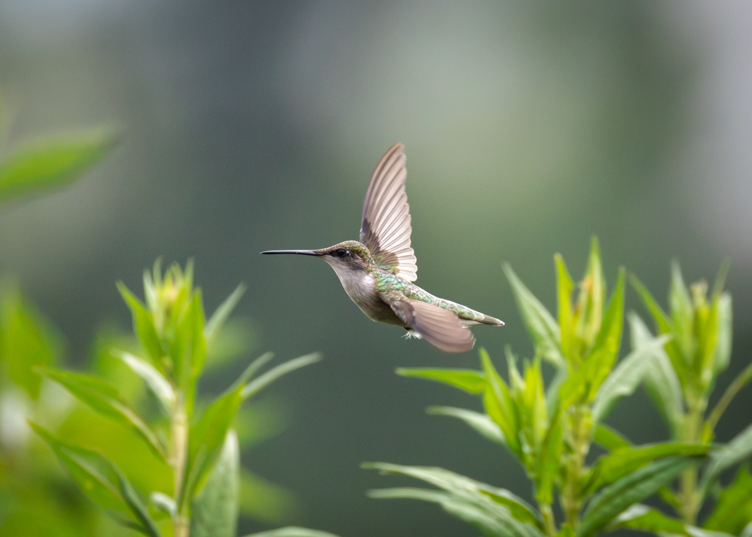 Ruby-throated Hummingbird, Middle Creek Wildlife Management Area, Pennsylvania