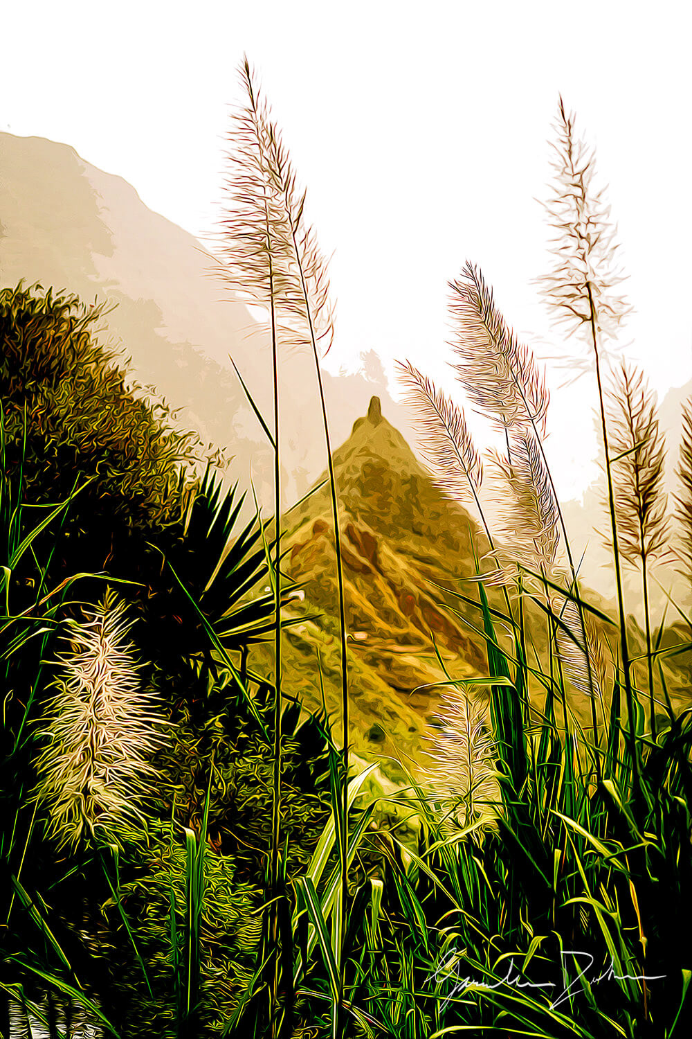 Sugar Cane (Baragdum)
