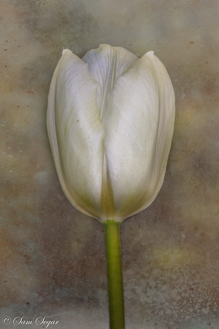Tulip