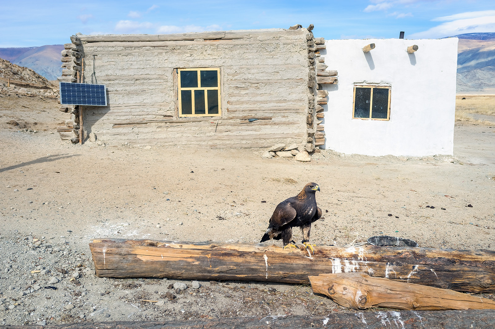 Tethered eagle outside house near Tsengel
